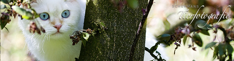 bannerschurmann.bmp (456054 Byte)