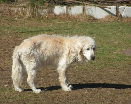 Celly_01.jpg (48039 Byte)