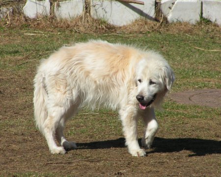 Celly_02.jpg (50146 Byte)