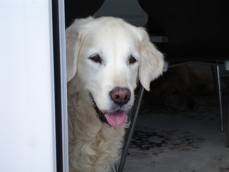 Dsc00056.jpg (18520 Byte)