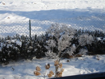 Dsc00351.jpg (44424 Byte)