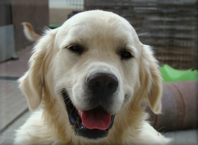 Dsc06918.jpg (42972 Byte)