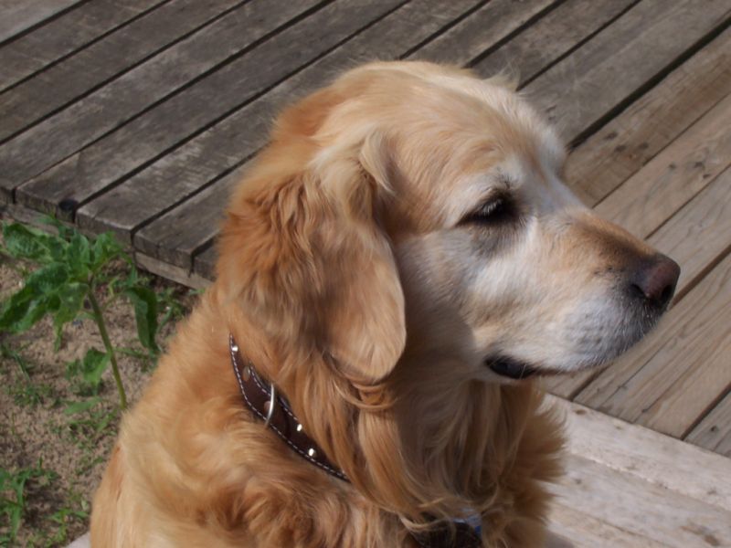 Oran von der Lowenbande.JPG (75356 Byte)