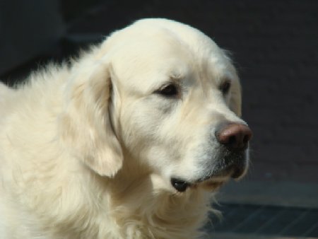 Dsc01452.jpg (18713 Byte)