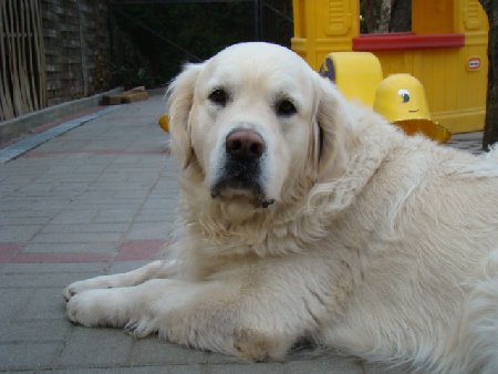 Dsc01507.jpg (29812 Byte)