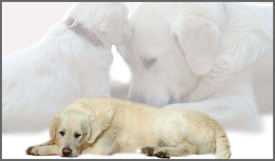 hunde111.jpg (77744 Byte)