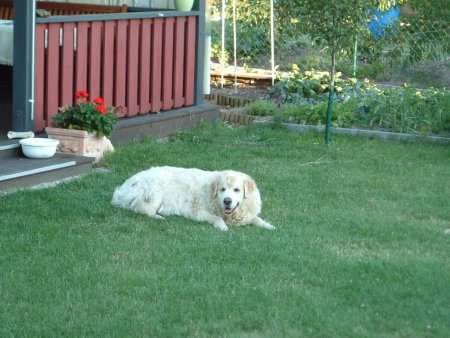 Dscf0172.jpg (44660 Byte)