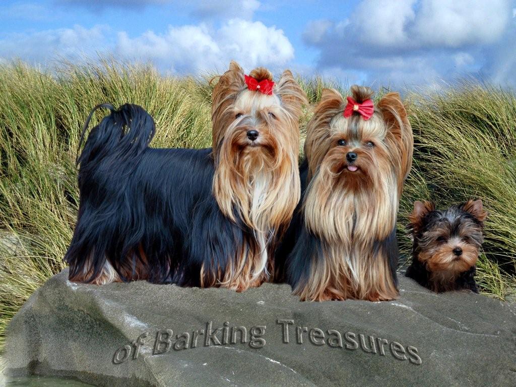 banner sch.bmp (101070 Byte)