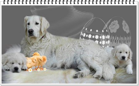 gabi_hund55.jpg (31139 Byte)