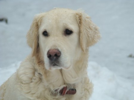 Dsc00132.jpg (16693 Byte)