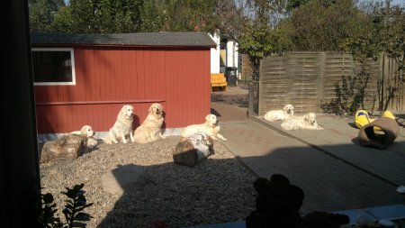 joy.jpg (30857 Byte)