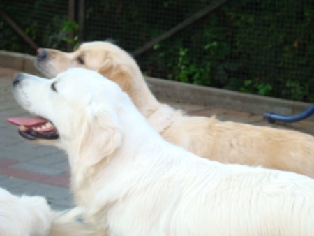 Dsc01901.jpg (20713 Byte)