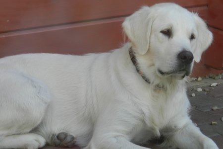 Dscn0226.jpg (17610 Byte)