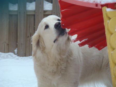 Dsc00188.jpg (21380 Byte)