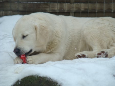 Dsc00260.jpg (20792 Byte)