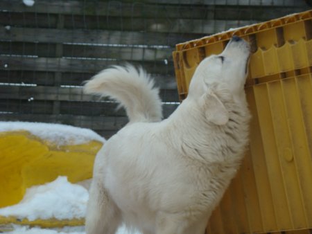 Dsc00283.jpg (24553 Byte)