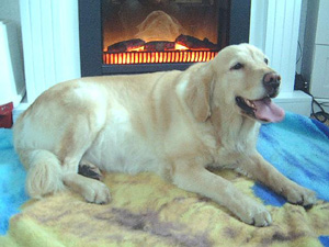 joy1.jpg (48235 Byte)