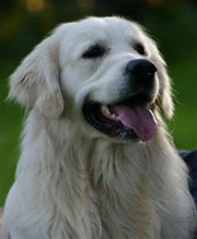 ripleyr.jpg (8876 Byte)