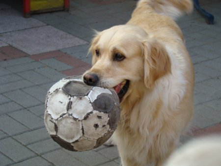 Dsc01880.jpg (25630 Byte)