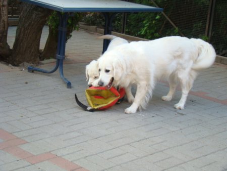 Dsc01890.jpg (27296 Byte)