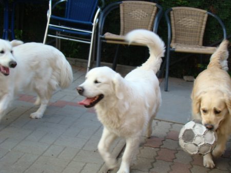 Dsc01897.jpg (29488 Byte)