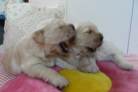 Dscn1633.jpg (21895 Byte)