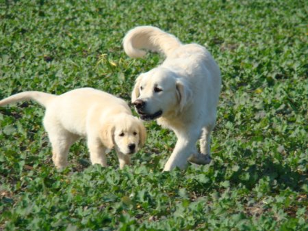 Dsc03575.jpg (49060 Byte)