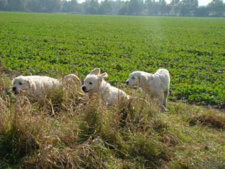 Dsc03593.jpg (52741 Byte)