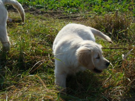 Dsc03597.jpg (52018 Byte)