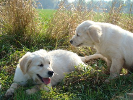 Dsc03600.jpg (46515 Byte)