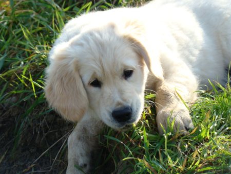 Dsc03601.jpg (37183 Byte)