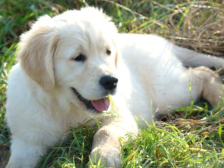 Dsc03602.jpg (33793 Byte)