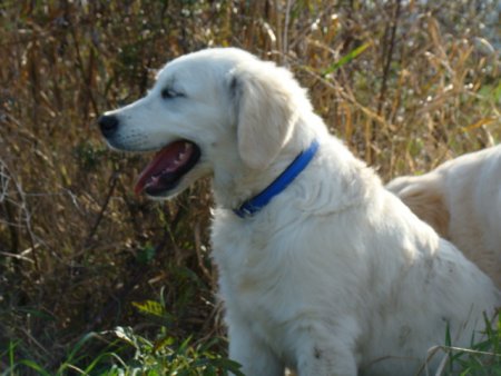 Dsc03606.jpg (33947 Byte)