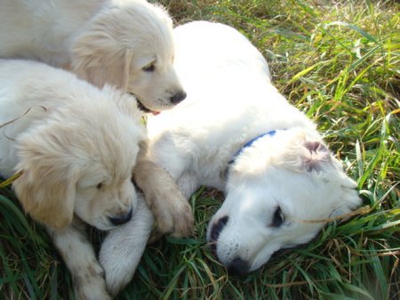 Dsc03610.jpg (38523 Byte)