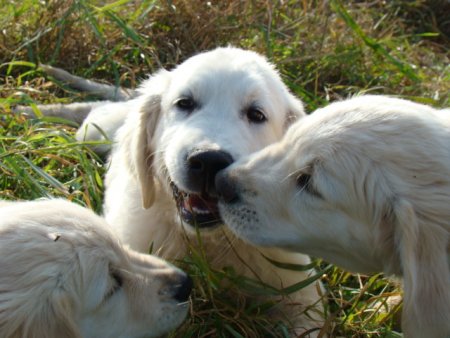 Dsc03611.jpg (38167 Byte)