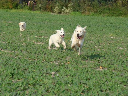 Dsc03621.jpg (47845 Byte)