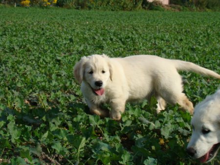 Dsc03628.jpg (45009 Byte)